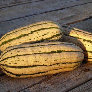 Delicata Squash Seeds